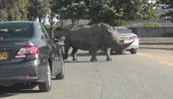 Rhinos in the Safari- Ramat Gan - Israel