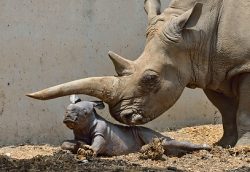 Rhinos in the Safari- Ramat Gan - Israel