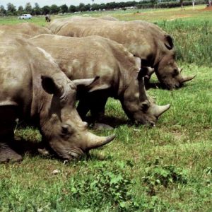 Rhinos in the Safari- Ramat Gan - Israel