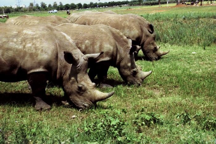 Rhinos in the Safari- Ramat Gan - Israel