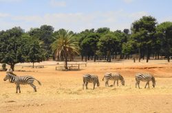 Safari Ramat Gan - Israel