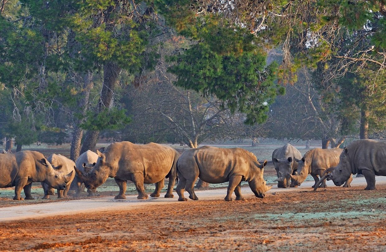 Safari Ramat Gan - Israel