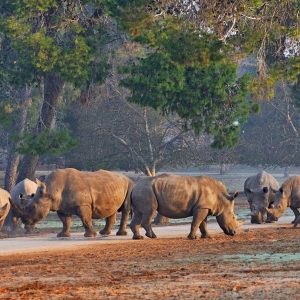 Safari Ramat Gan - Israel