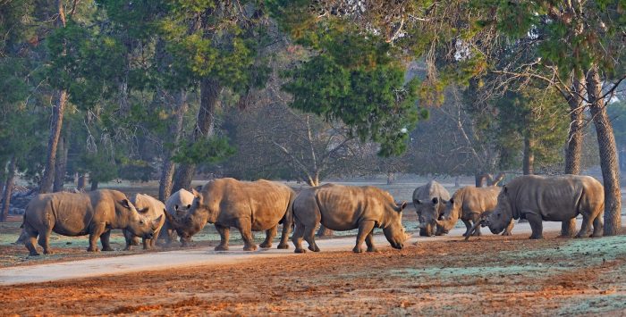Safari Ramat Gan - Israel