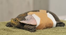 Safari Ramat Gan - Israel