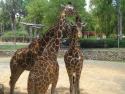 Safari Ramat Gan - Israel