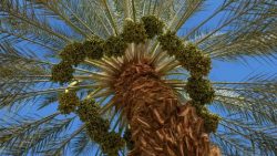 Date Palm Tree in Israel.