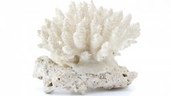 Photo by Seashell World via Shutterstock.com