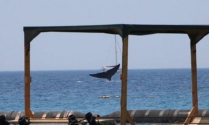 Blue whale off Eilat. Photo: Israel Nature and Parks Authority